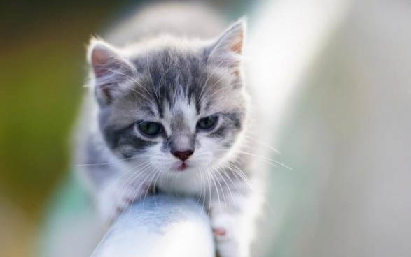 猫咪吐毛球是正常现象吗