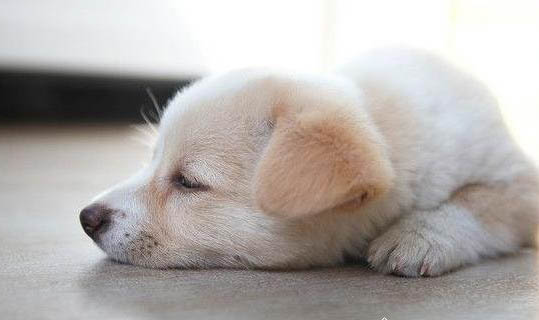 幼犬睡觉呼吸急促可能的原因及处理方法
