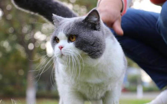 英短猫的寿命有多长