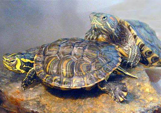 巴西龟能干养吗