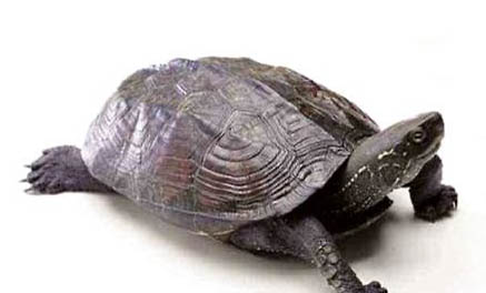 中华草龟现在能长多大