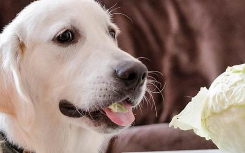 狗狗为什么爱吃卫生纸？怎样处理以及注意事项