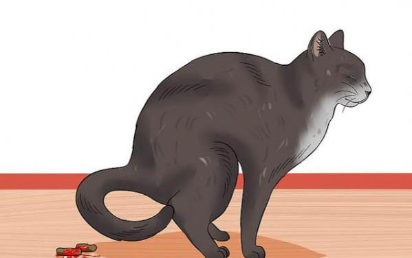 一个月大的猫咪可以体外驱虫吗?