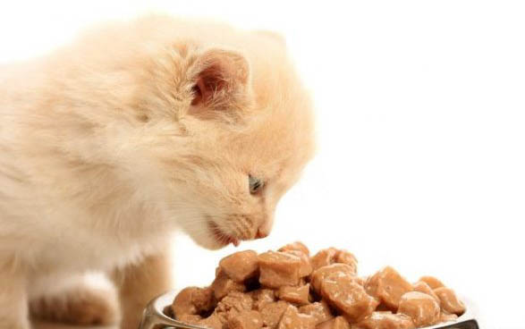 小猫会挑食把自己饿死吗
