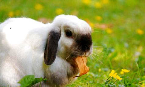 玉米的芯可以给兔子磨牙吗