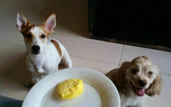 狗狗两个月能吃米饭吗