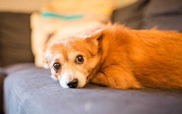小狗缺钙的症状有哪些？