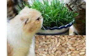 猫咪哪些食物不能吃