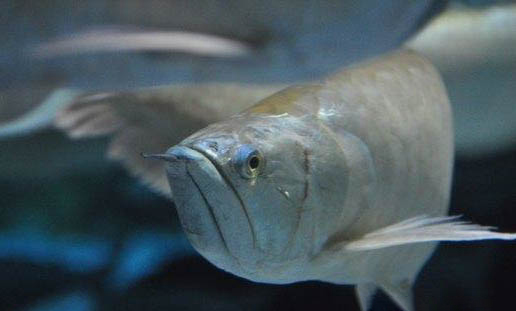 银龙鱼适合生活在什么环境中