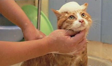 猫需要打什么疫苗,多大时候打