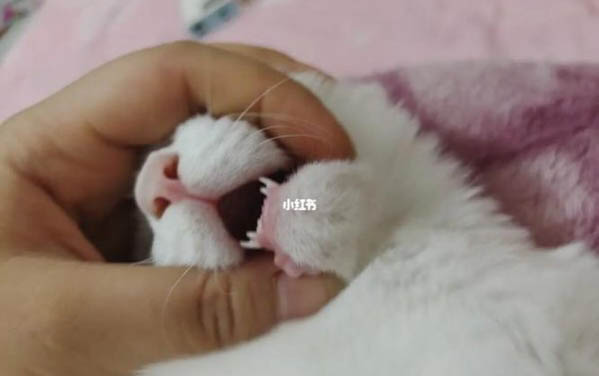 刚出生的小猫吐黄水呼吸缓慢什么情况