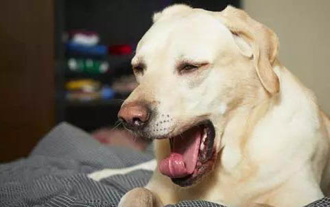 为什么狗狗睡醒就一直要舔东西
