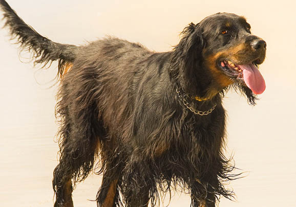 爱尔兰红白雪达犬呕吐白沫的原因及处理方法