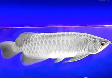 银龙鱼和什么鱼混养好？
