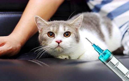 猫咪需要打弓形虫疫苗吗？