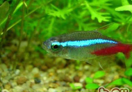 红绿灯鱼养多久能繁殖