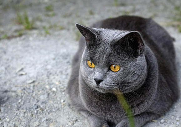 沙特尔猫吐黄水的原因及处理方法