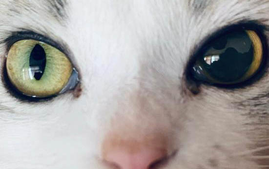 猫咪一只眼睛流眼泪是什么原因造成的
