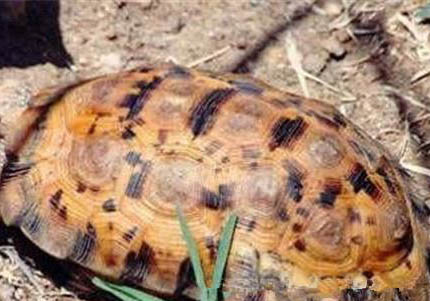 缅甸陆龟公母能一起养吗