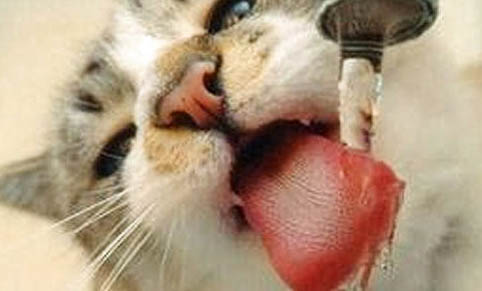 猫能吃栗子吗么