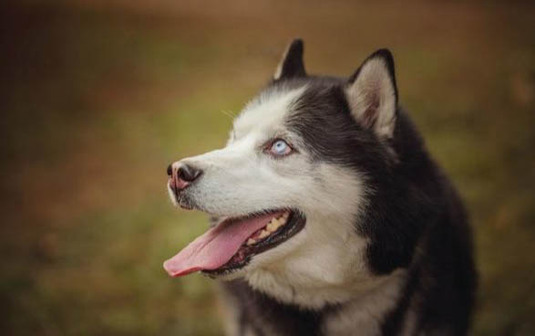 犬瘟热吐血的原因及处理方法