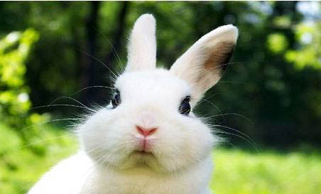 兔子一天吃多少