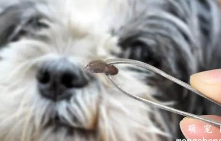 狗狗干呕属于细小病毒早期吗？