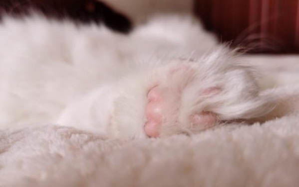 猫咪第一胎一般生几只？