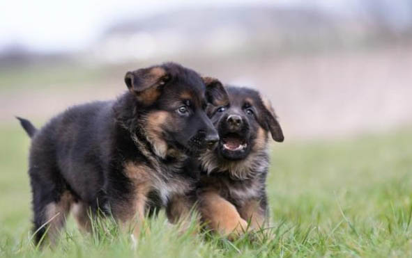 幼犬犬瘟有哪些症状