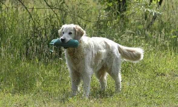 得了犬瘟的狗能活多久