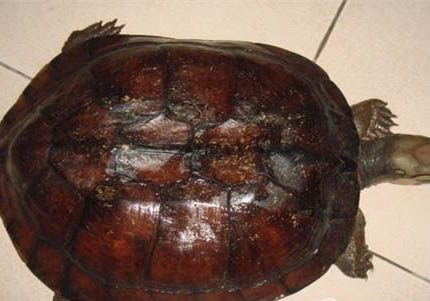 深水龟的幼龟都有哪些？