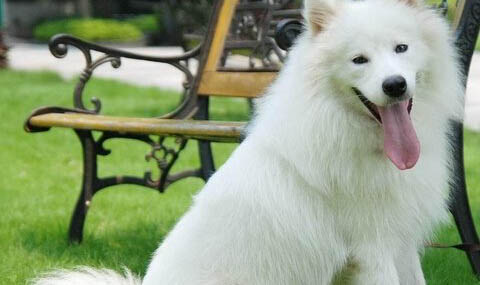 萨摩耶犬的常见疾病有哪些？