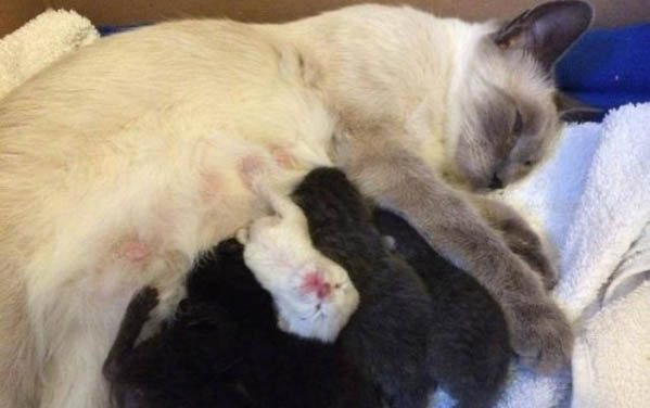 怀孕母猫生产前兆