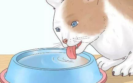 猫咪为什么会吐白沫