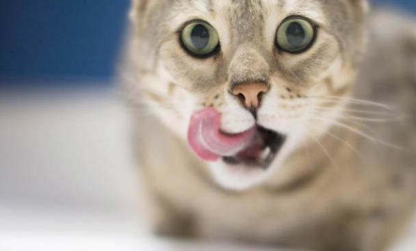 猫咪患肠胃炎能自愈吗