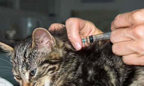 肠胃炎引起假猫瘟