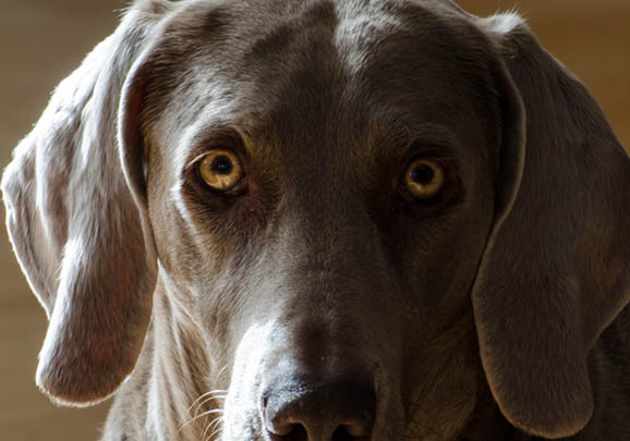 波音达猎犬肚子上长脓包怎么回事