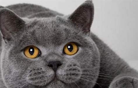 英短蓝猫长不胖的原因是什么