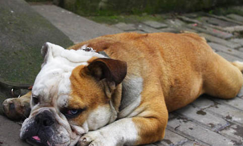 狗狗支气管炎的症状有哪些？