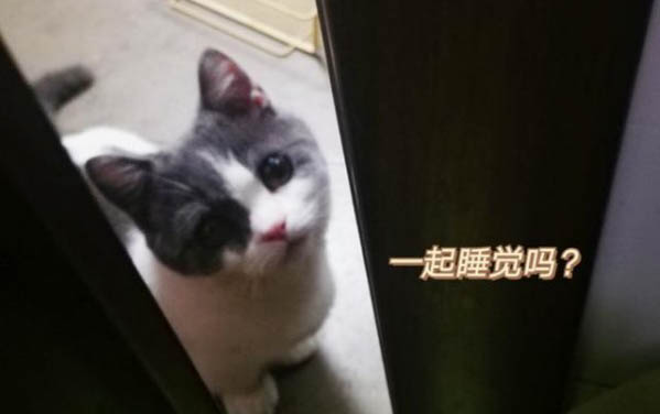 小猫多大能离开母猫