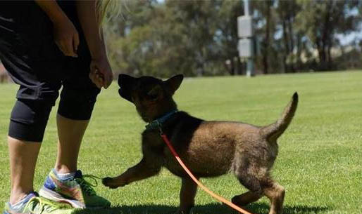 新手饲养幼犬的禁忌