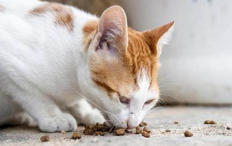 猫咪突然一只眼睛流眼泪睁不开是怎么回事