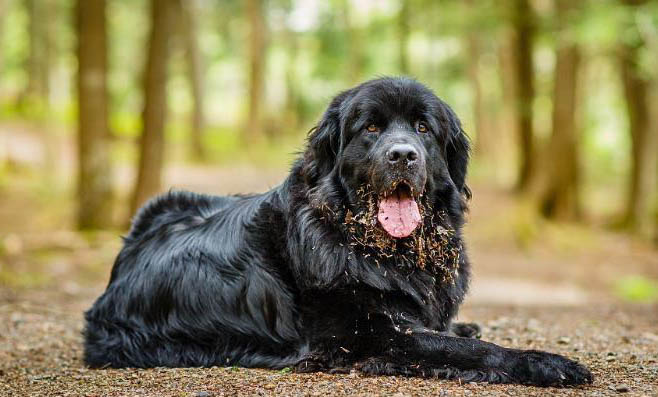 纽芬兰犬呕吐不吃东西的原因及处理方法