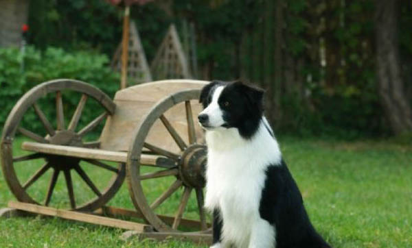 冰岛牧羊犬骨折症状有哪些