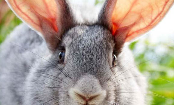 兔子生病的症状有哪些