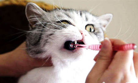 猫咪吃啥吐啥还拉稀是怎么回事？