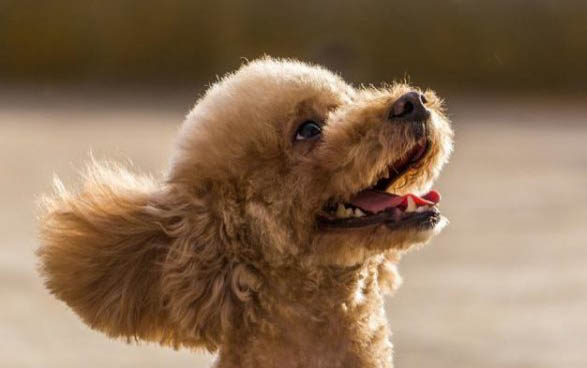 泰迪犬和比熊犬哪个好养