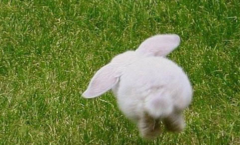 兔子鼻子一直动来动去正常吗？