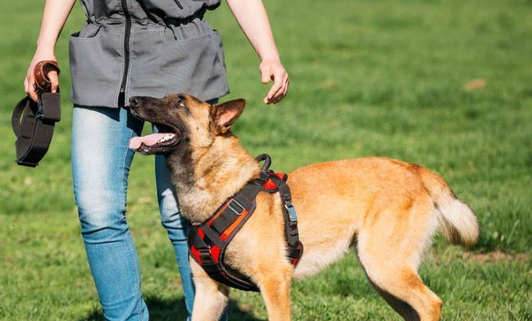 荷兰牧羊犬和马犬哪个好