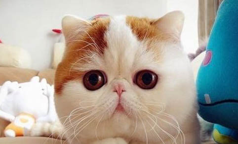 猫咪老有眼屎是什么原因，猫流眼泪怎么办
